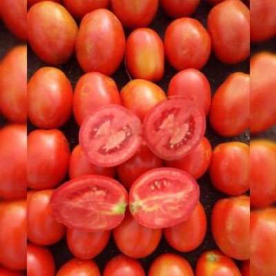 Семена томата Рекордсмен F1 (1000 семян), Libra Seeds (Erste Zaden)